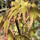 Acer pal. 'Arakawa' 300-350 cm cont. 180L