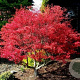 Acer pal. 'Beni-maiko' 250-300 cm cont. 110L