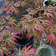 Acer pal. 'Emma' 125-150 cm 50L breed