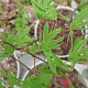 Acer pal. 'Hiryû' 250-300 cm cont. 80L