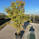 Acer pal. 'Katsura' 200-250 cm cont. 110L