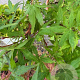 Acer pal. 'Kotohime' 125-150 cm 50L