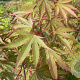 Acer pal. 'Nicholsonii' 250-300 cm cont. 110L