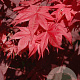 Acer pal. 'O-kagami' 250-300 cm cont. 110L