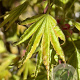 Acer pal. 'Okushimo' 175-200 cm cont. 80L