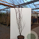 Acer pal. 'Red Emperor' 175-200 cm 20L