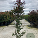 Acer pal. 'Skeeter's Broom' 175-200 cm 20L