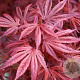 Acer pal. 'Skeeter's Broom' 250-300 cm cont. 180L