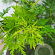 Acer pal. 'Seiryu' 250-300 cm cont. 130L