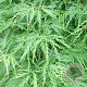 Acer pal. 'Shinonome' 250-300 cm cont. 180L