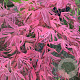 Acer pal. 'Shirazz' 150-175 cm 50L