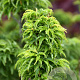 Acer pal. 'Shishigashira' 125-150 cm 20L