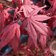 Acer pal. 'Shojo-nomura' 250-300 cm cont. 180L