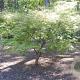 Acer pal. 'Shigitatsu-sawa' 200-250 cm cont. 130L
