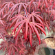 Acer pal. 'Trompenburg' 250-300 cm 50L