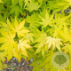 Acer pal. 'Ueno-yama' 200-250 cm cont. 80L