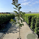 Albizia julibr. 'Evi's Pride' 175-200 cm 20L