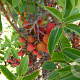 Arbutus andrachne 175-200 cm cont. 80L