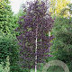 Betula p. 'Purpurea' 150-175 cm 20L