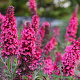 Buddleja d. 'Prince Charming' 125-150 cm 20L