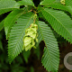 Carpinus japonica 'Chinese Lantern' 150-175 cm 20L