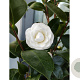 Camellia j. 'Paolina Maggi' 100-125 cm 20L
