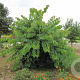 Cercis can. Little Woody 150-175 cm cont. 80L