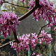 Cercis can. Zig Zag 125-150 cm 20L