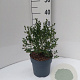 Ceanothus impressus 'Victoria' 125-150 cm 20L