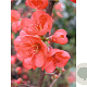Chaenomeles 'Friesdorfer 18' 125-150 cm 20L 3 stok