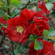 Chaenomeles spec. 'Scarlet Storm' 150-175 cm 50L