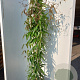 Clematis armandii 175-200 cm 20L 3 stok