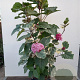 Clerodendrum bungei 'Pink Diamond' 80-100 cm 20L