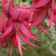 Clianthus magnificus 'Kaka King' 175-200 cm 20L 3 stok