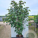 Clerodendrum trichotomum fargesii 175-200 cm 20L