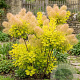 Cotinus cog. Lemon Lady 175-200 cm 20L