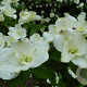 Cornus fl. 'Pluribracteata' 200-250 cm cont. 110L