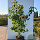 Cornus florida rubra 200-250 cm cont. 110L