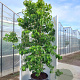 Cornus florida rubra 250-300 cm cont. 110L