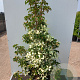 Cornus hongkongensis 175-200 cm 50L