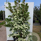 Cornus hongkongensis 175-200 cm cont. 80L