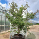 Cornus hongkongensis 250-300 cm cont. 110L
