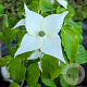 Cornus k. 'Big Apple' 200-250 cm cont. 80L