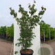 Cornus k. 'Blue Shadow' 250-300 cm cont. 80L