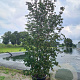 Cornus k. 'China Girl' 300-350 cm cont. 80L