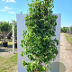 Cornus kousa chinensis 250-300 cm 50L