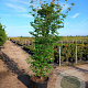 Cornus kousa chinensis 350-400 cm cont. 180L