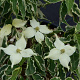 Cornus k. Samaritan 200-250 cm cont. 110L