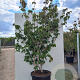 Cornus k. 'Satomi' 200-250 cm 50L