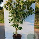 Cornus k. 'Teutonia' 175-200 cm 20L